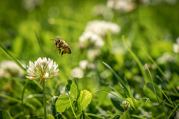 Gräspollenallergi kan ge pollenallergi